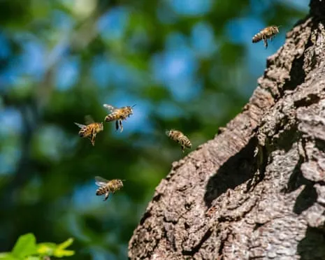 How Protecting Honeybees Might Negatively Affect Wild Bee Species